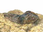 Hybodontidae : boucle cphalique fossile jurassique Boulonnais